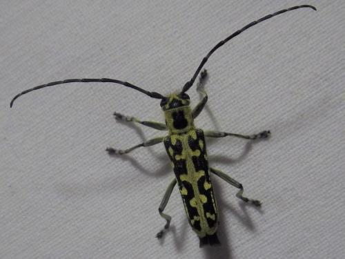 Réf. 272 405 : Saperda scalaris